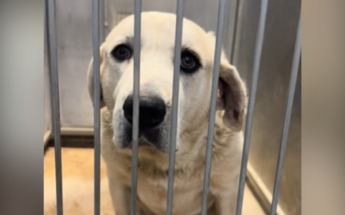 Knox is at a shelter in Missouri.