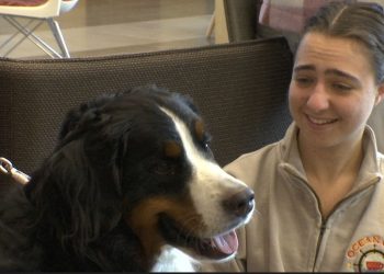 Therapy dog helps college students with stress