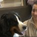 Therapy dog helps college students with stress