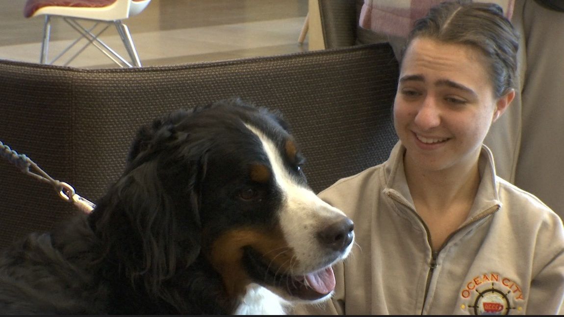 Therapy dog helps college students with stress