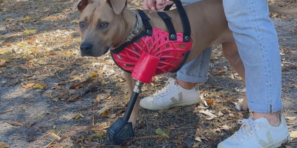 Three-legged dog’s journey towards adoption