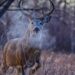 VIDEO: Buck with massive rack gores beloved pet dog in Colorado attack