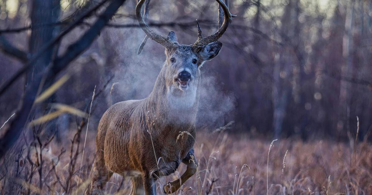 VIDEO: Buck with massive rack gores beloved pet dog in Colorado attack