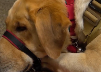 Veteran says he was denied access to ride Ferris wheel with service dog at Christmas event