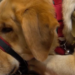 Veteran says he was denied access to ride Ferris wheel with service dog at Christmas event