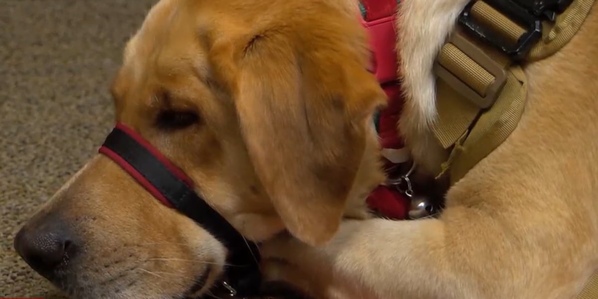 Veteran says he was denied access to ride Ferris wheel with service dog at Christmas event