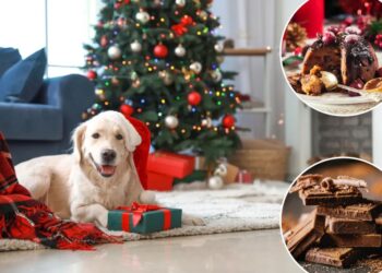 Vets warn against giving your dog these common Christmas foods: 'They can react badly'