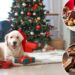 Vets warn against giving your dog these common Christmas foods: 'They can react badly'