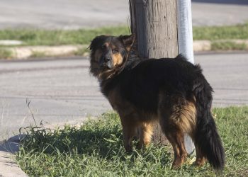 What happens if your dog bites someone in San Antonio?