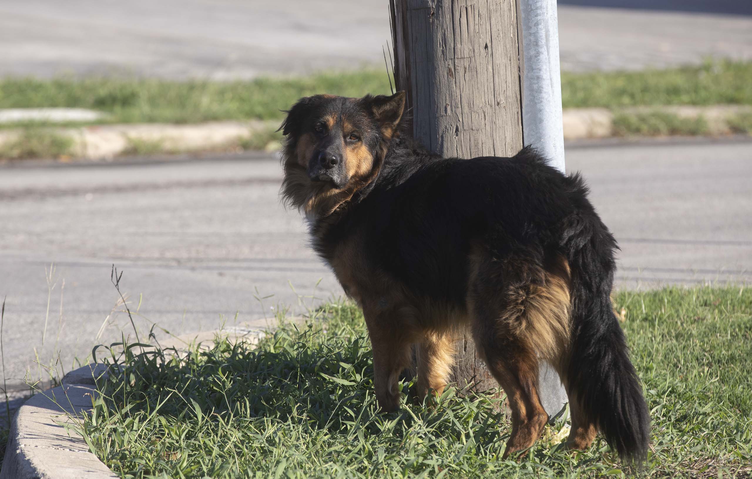 What happens if your dog bites someone in San Antonio?