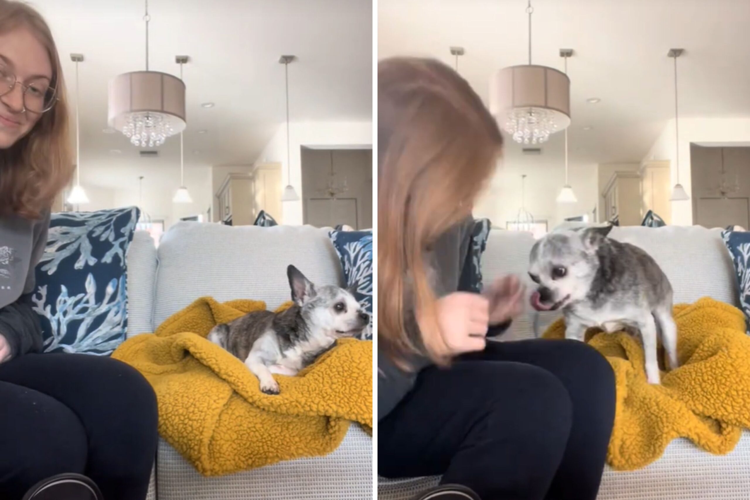 Woman surprises family dog