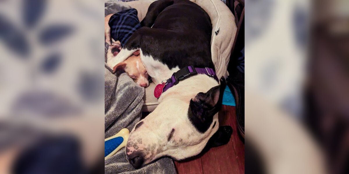 ‘Unlikely’ Shelter Dog Duo Comfort Each Other Until Something Amazing Happens