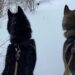 2 dogs shot and killed in northern MN, owner searches for answers