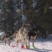 2025 John Beargrease Sled Dog Marathon postponed