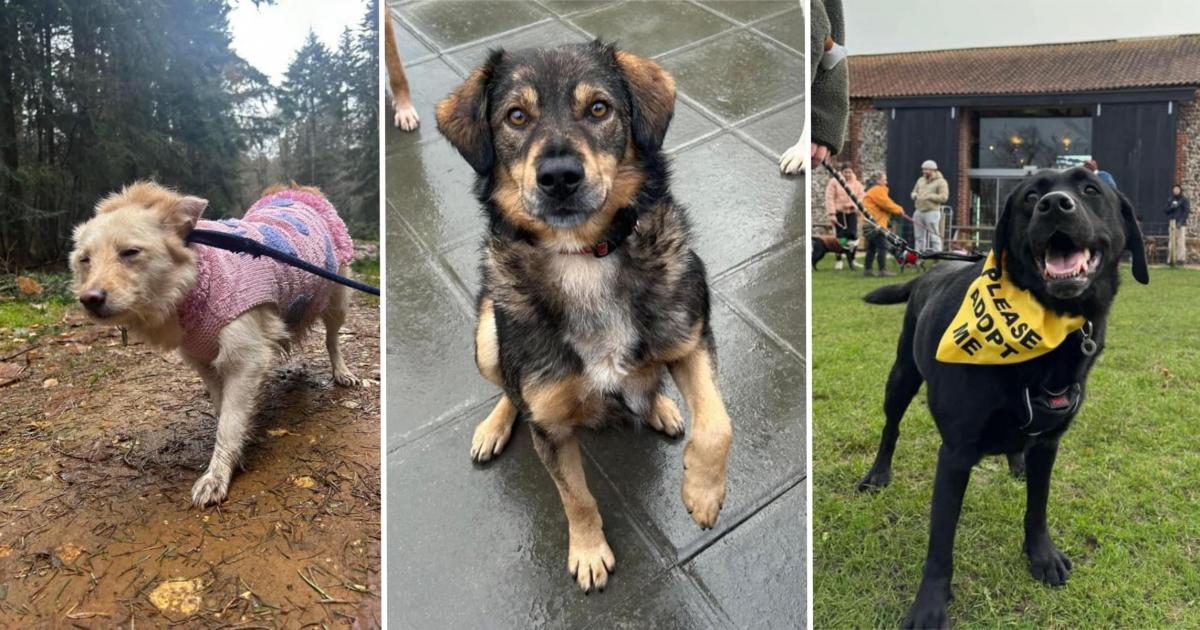 5 dogs searching for a forever home in Norfolk in 2025