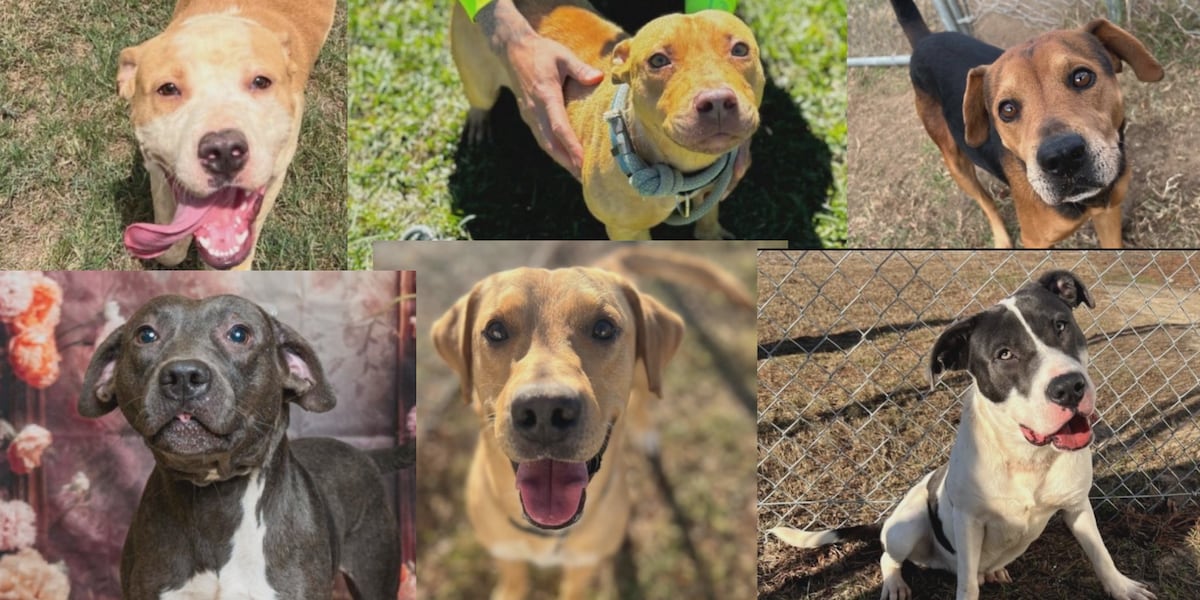 6 dogs on euthanasia list this week in the Coastal Empire, here’s how you can help