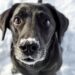 A Veterinarian Reveals Crucial Winter Safety Tips for Dogs