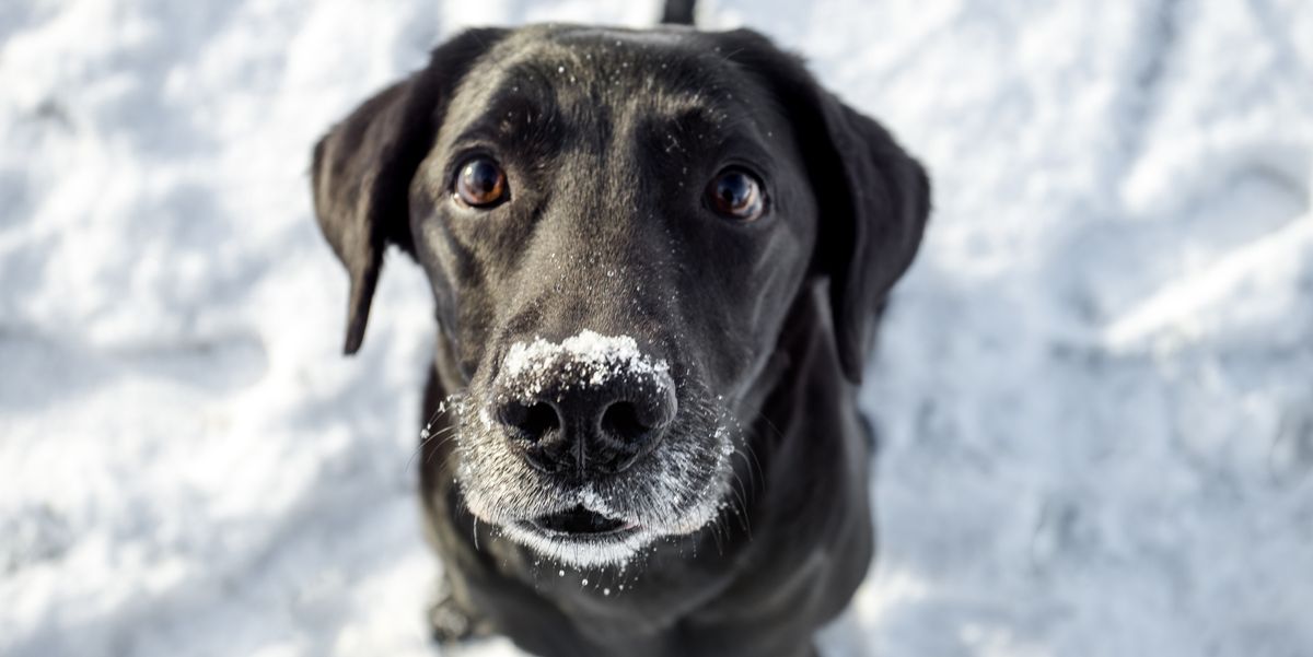 A Veterinarian Reveals Crucial Winter Safety Tips for Dogs