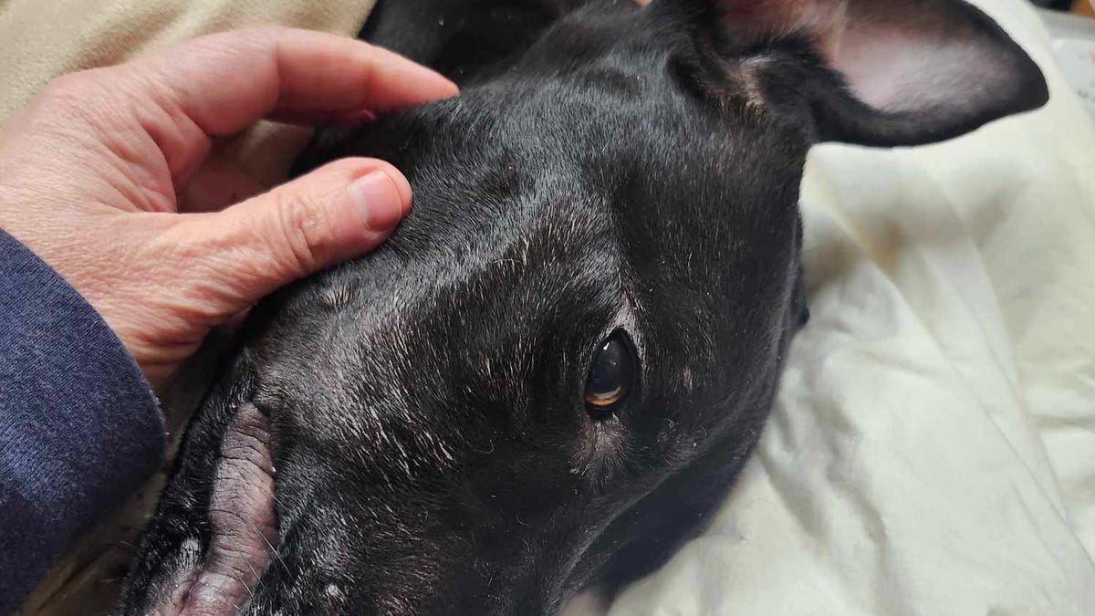 ANNA Shelter revives dog found almost frozen to death