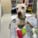 After "severely frostbitten" dog rescued in Beaver County, humane society urges people to protect pets