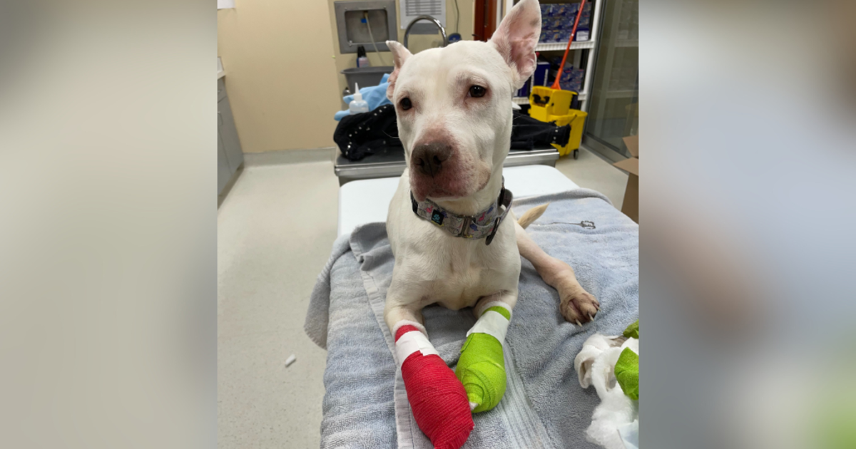 After "severely frostbitten" dog rescued in Beaver County, humane society urges people to protect pets