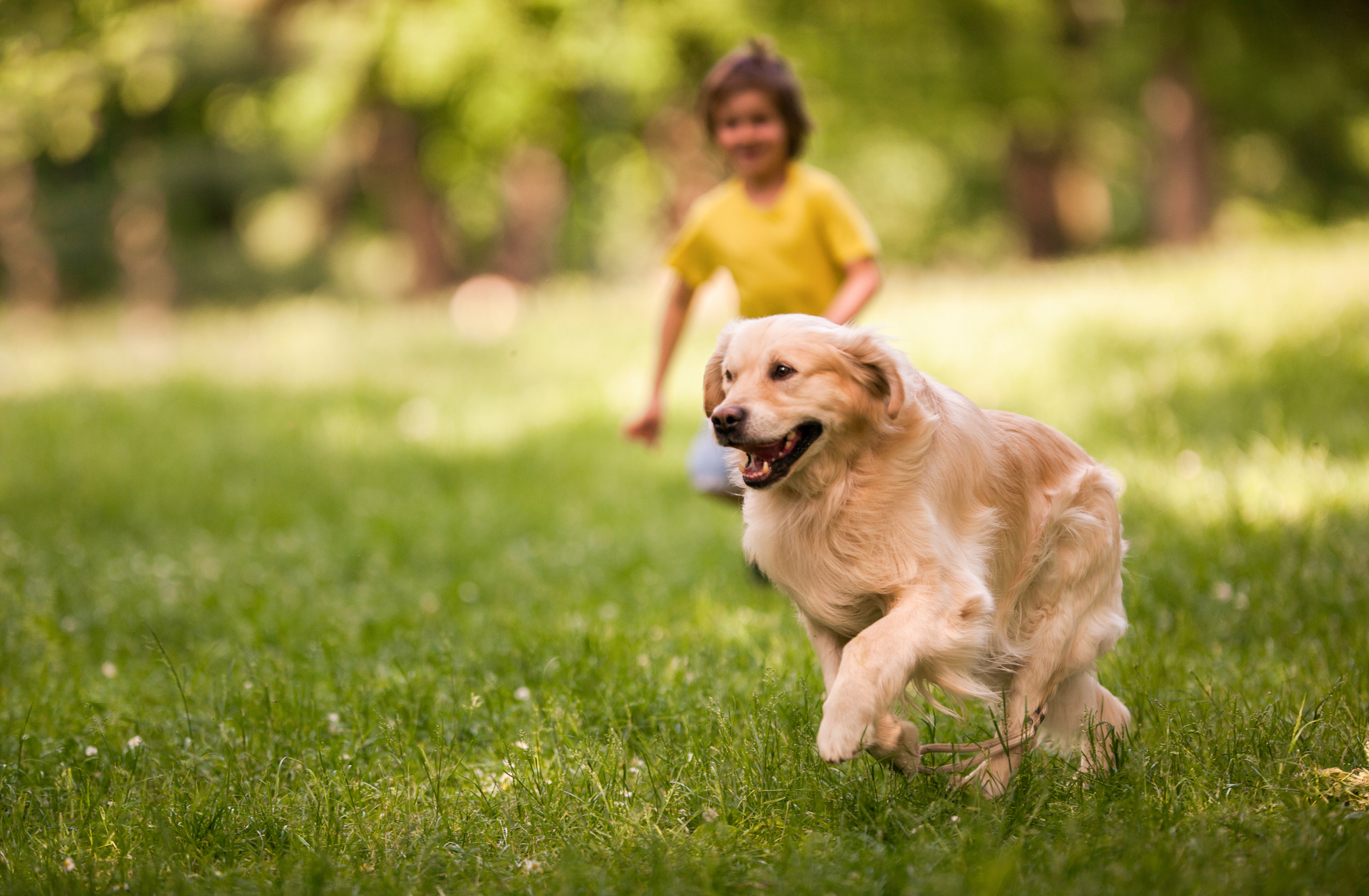 Bahamas Bowl's Kids Vs Dog Race Was An Absolute Debacle