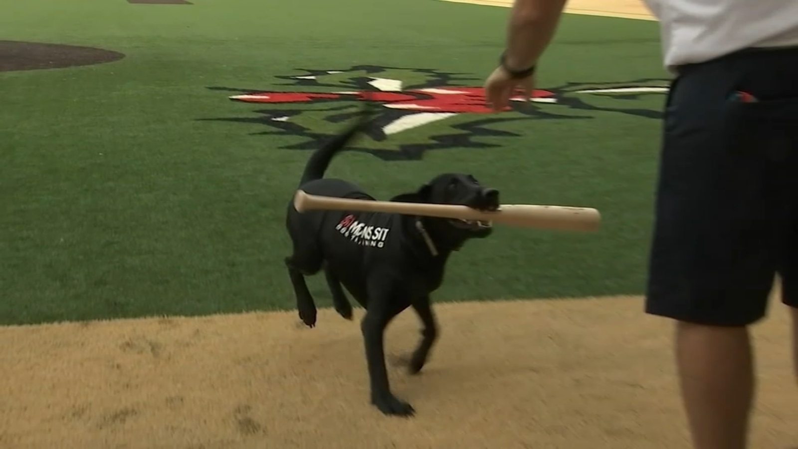 Beloved Bat Dog Ripken mourned by fans 'worldwide,' owner says