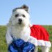 Beloved Florida dog bar hosting Dress Up Your Pet event before closing