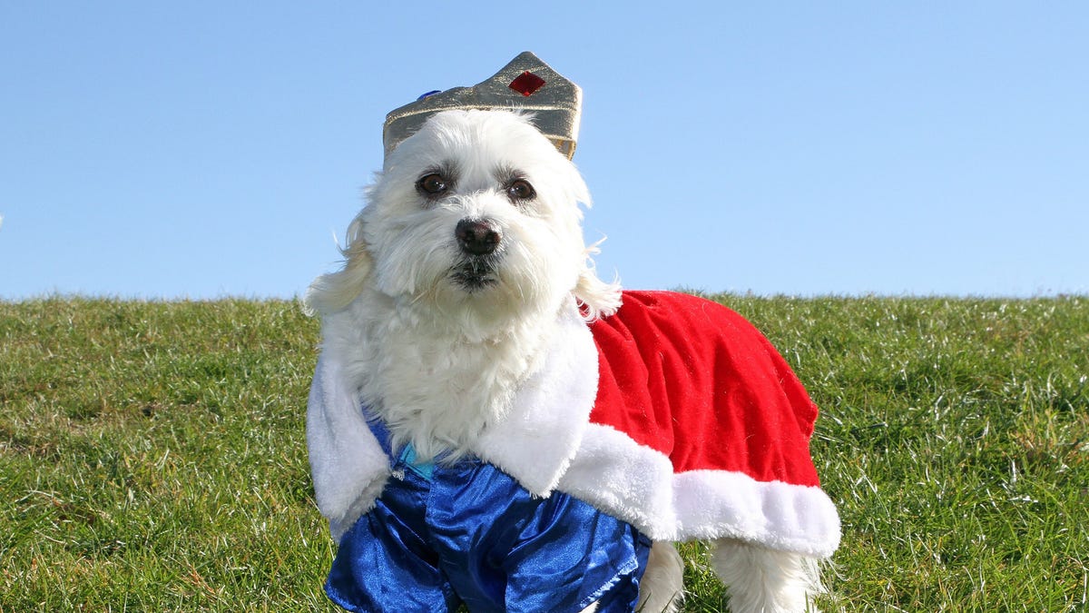 Beloved Florida dog bar hosting Dress Up Your Pet event before closing