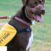 Caitlyn, dog whose Charleston abuse case made global headlines, dies