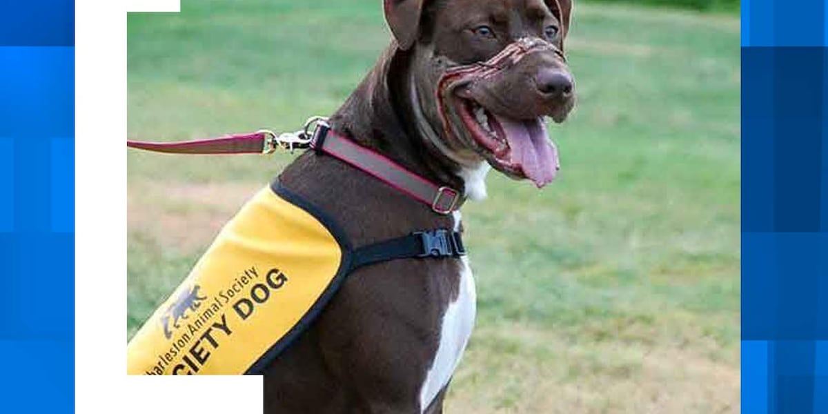 Caitlyn, dog whose Charleston abuse case made global headlines, dies