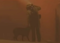 California wildfires: Firefighter comforts dog amid devastating blaze | Video | World News