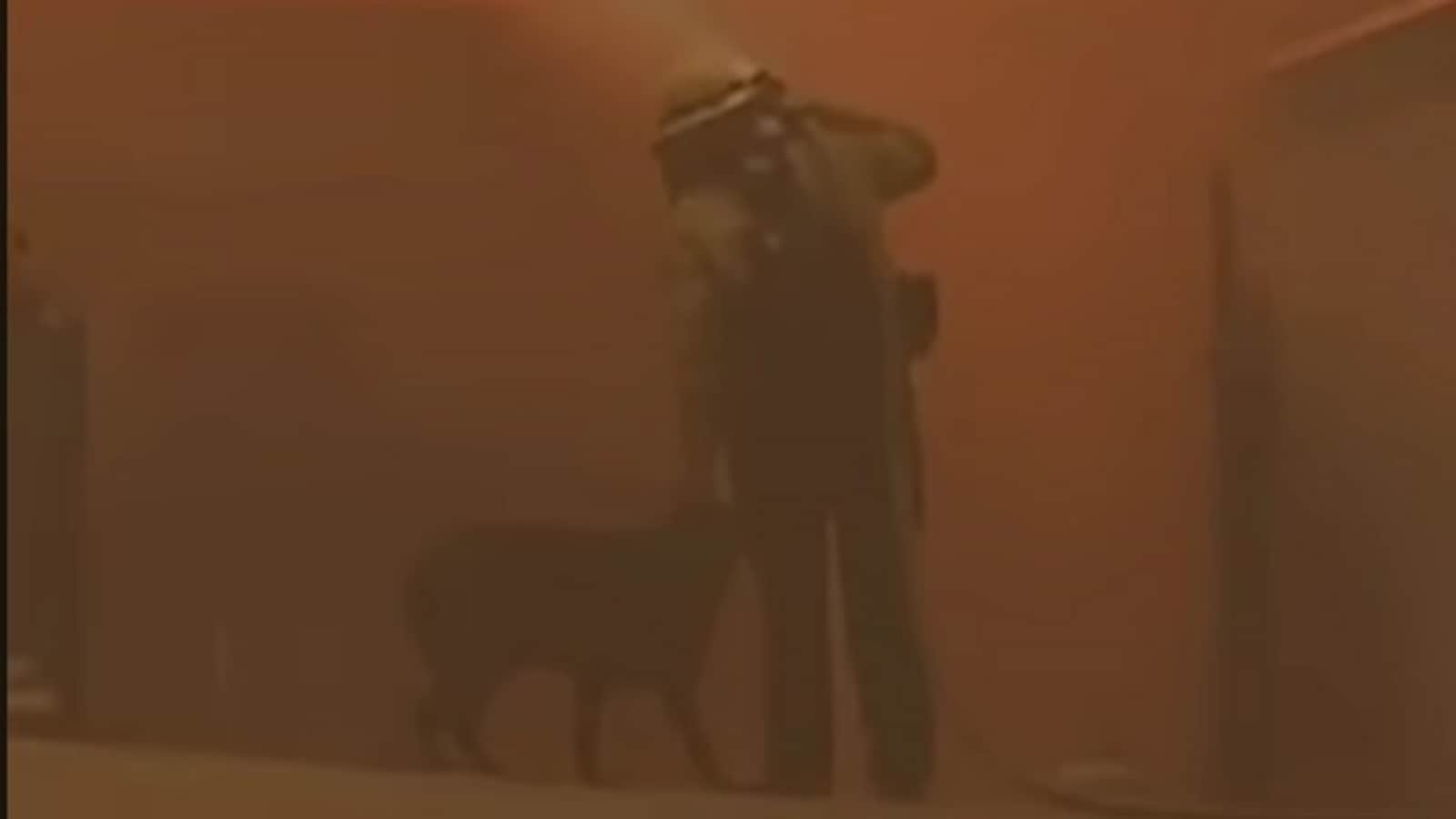 California wildfires: Firefighter comforts dog amid devastating blaze | Video | World News