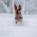 Can and should you walk your dogs in the snow and freezing temperatures?