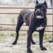 Cane corso: the XL bully alternative becoming UK's status dog