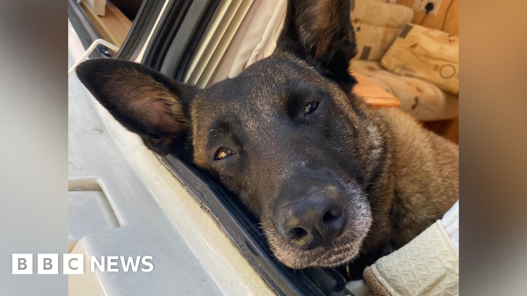 Charity funds surgery for retired Surrey and Sussex police dog