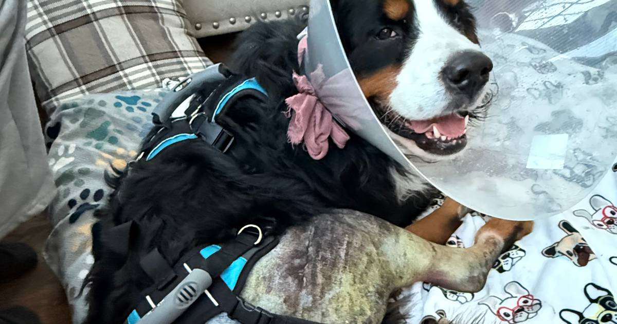 Charlie, the Crystal Lake dog missing dog found by drone, is back at home recovering – Shaw Local