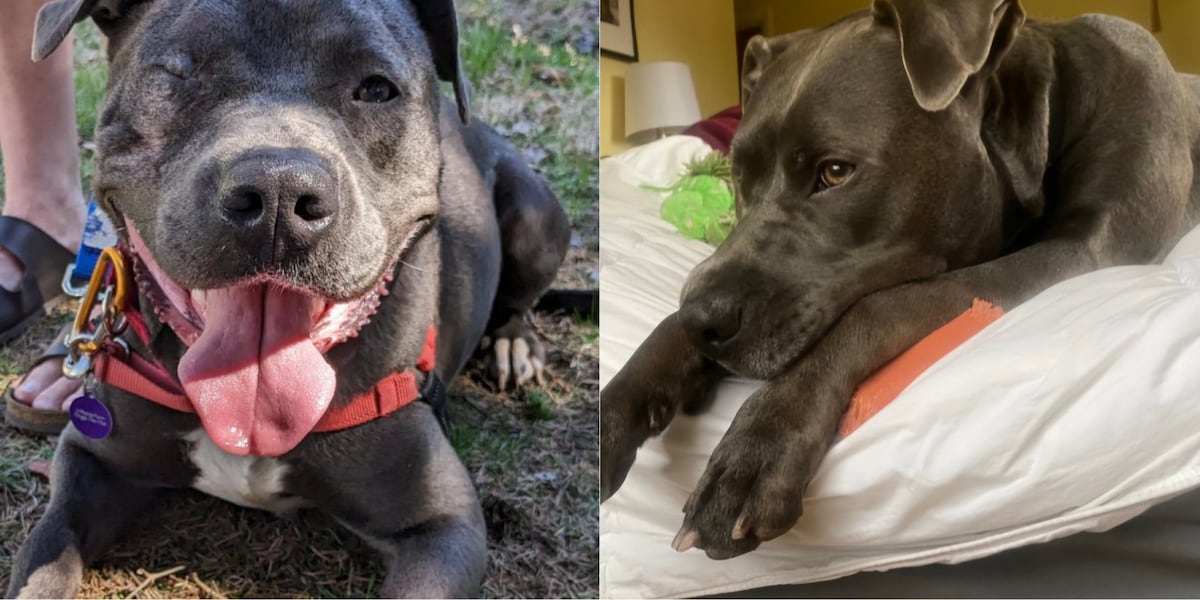 Clint the dog still looking for his forever home after more than a year at shelter