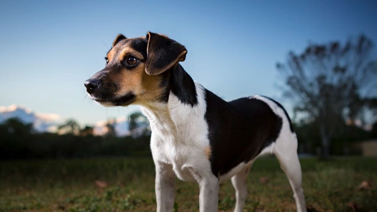 Danish-Swedish Farmdog now recognized by American Kennel Club