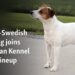 Danish-Swedish farmdog joins American Kennel Club's lineup