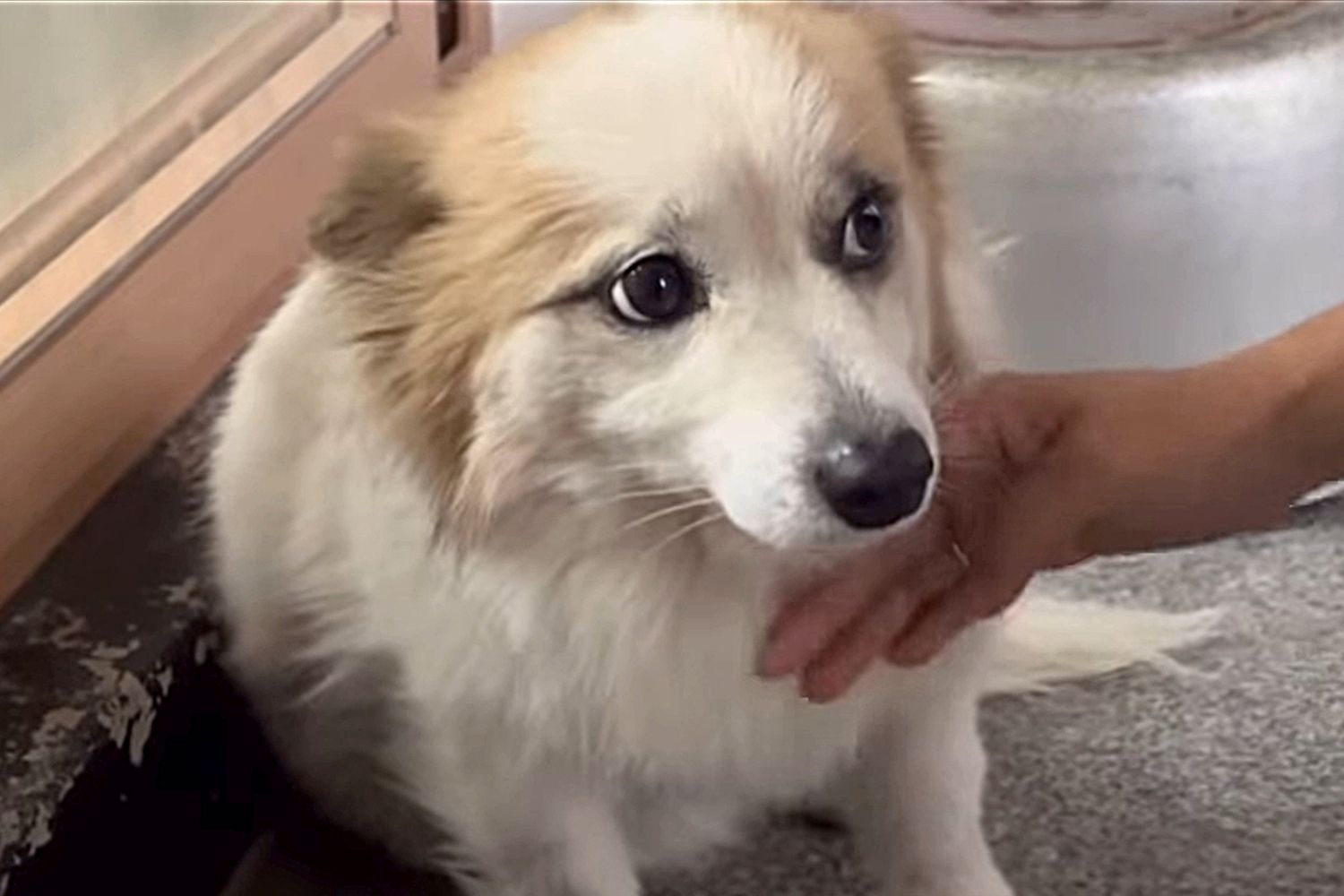 Dog Whose Family Died in Fatal South Korean Plane Crash to Find New Home