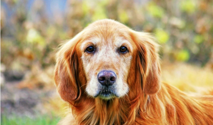 Dog anti-aging study leaps decades ahead of human research