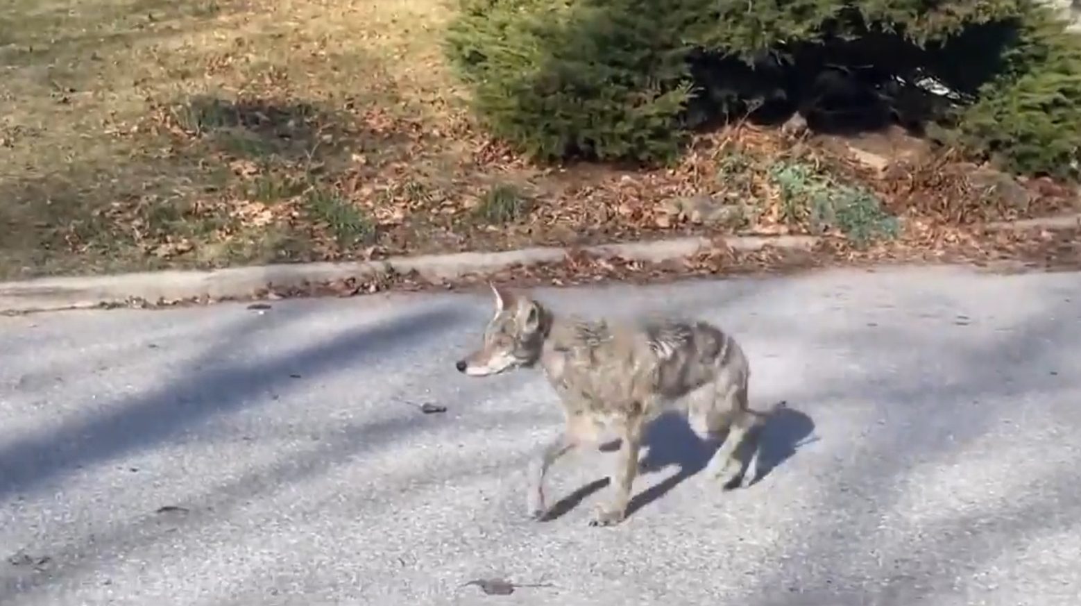 Dog attacked, snatched up by coyote in Scarborough