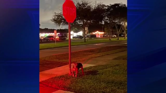 Dog found tied to Hollywood stop sign reunited with owner after 7News airs story about good Samaritan - WSVN 7News | Miami News, Weather, Sports