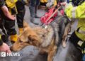 Dog missing for fortnight after cliff fall in Devon is rescued