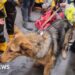 Dog missing for fortnight after cliff fall in Devon is rescued