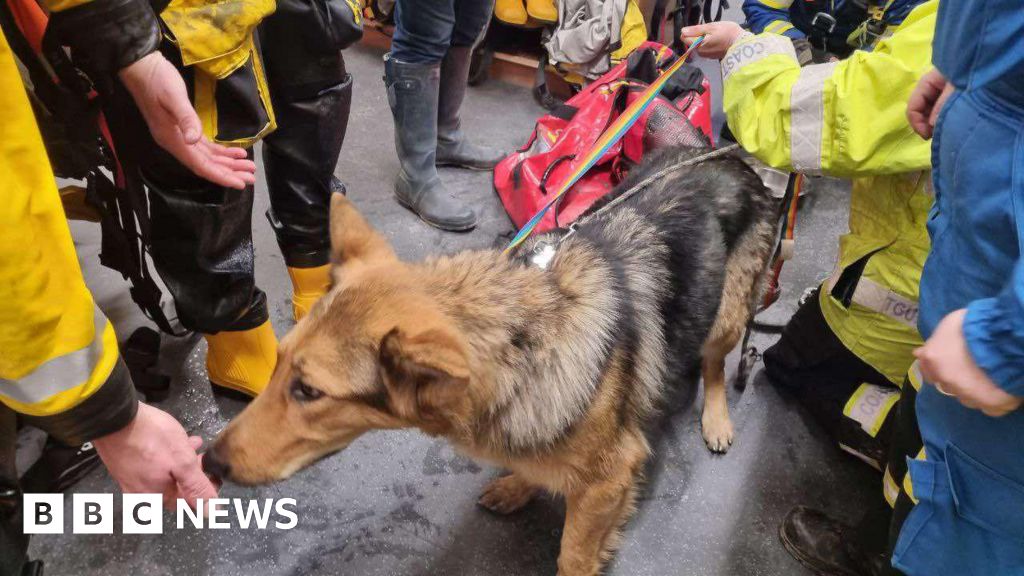 Dog missing for fortnight after cliff fall in Devon is rescued