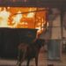 Dog rescued from Eaton Fire as homes burn around him