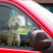 a dog alone inside a car