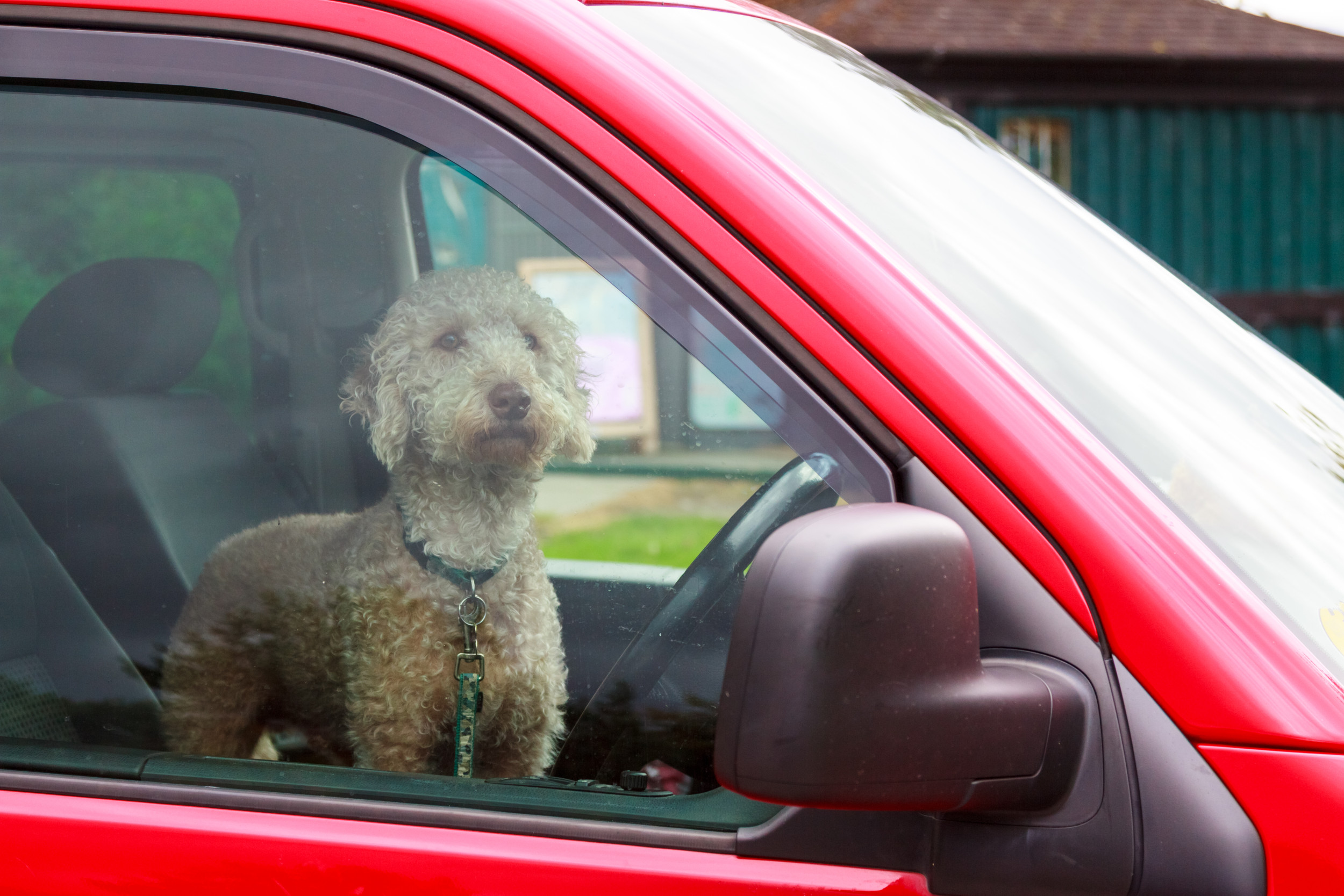 a dog alone inside a car